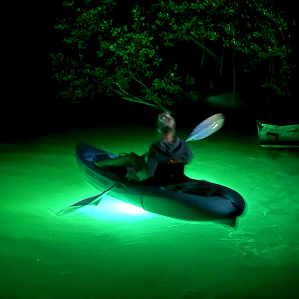 Lighted kayak under mangroves
