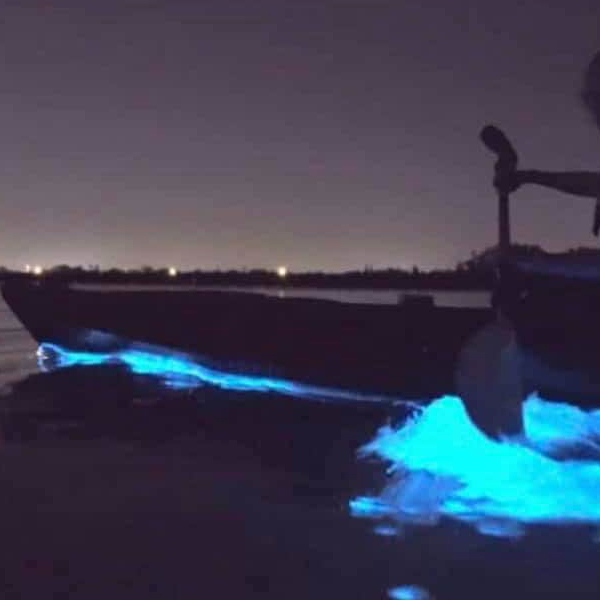 kayaking though bioluminescence