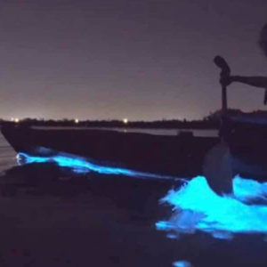kayaking though bioluminescence